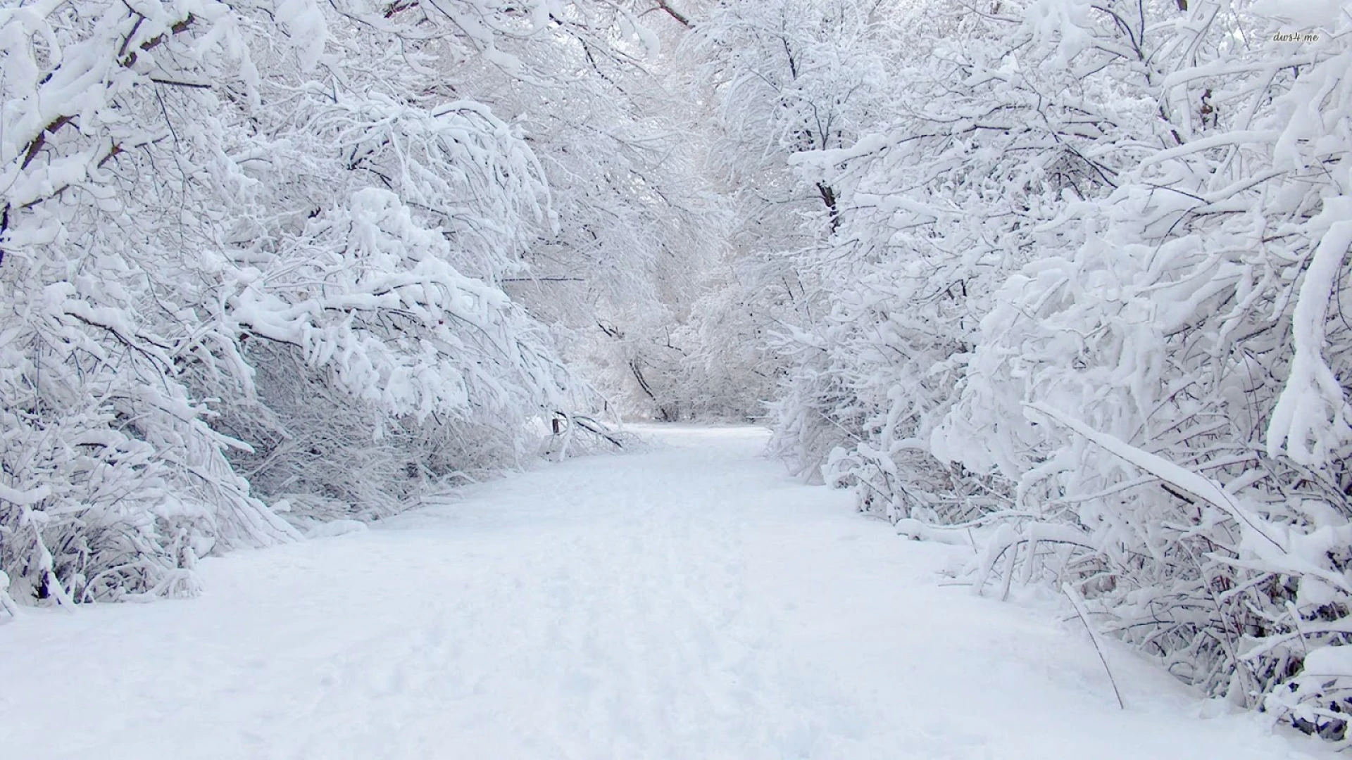 Tormenta di neve in Alto Molise, chiuso tratto di SP87 tra Capracotta e Guado Liscia.